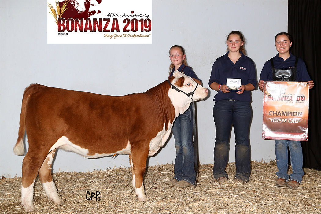 Hereford cow